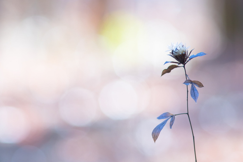 freshness, growth, nature, lens flare, vulnerability, fragility, plant, no people, flower head, sunlight, outdoors, day, flower, flowers, close-up, wilted plant