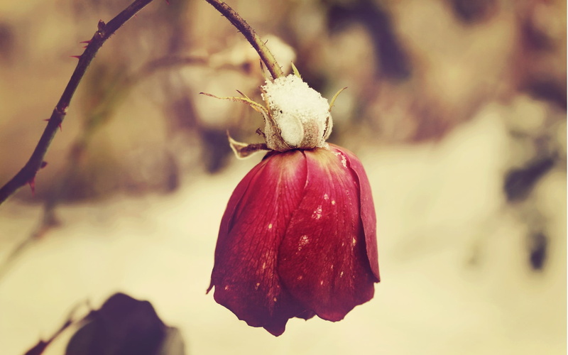 flower head, beauty in nature, freshness, growth, sepal, flower, focus on foreground, red, outdoors, plants, plant, flowering plant, food and drink, flowers