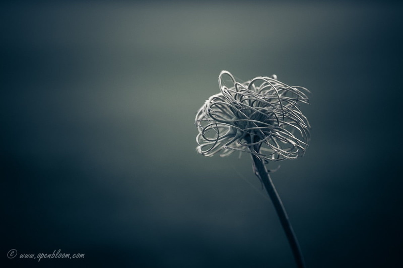 beauty in nature, depth of field, low angle view, focus on foreground, close-up, complexity, minimalism, colored background, illuminated, no people, studio shot