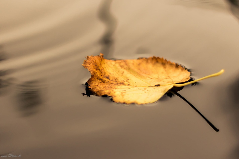 season, water, no People, september, backgrounds, vibrant Color, macro, color Image, pattern, colors, plant part, leaf, wilted Plant, still life, 1080P