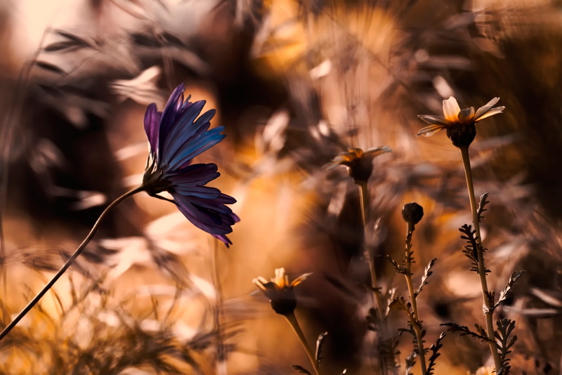 growth, plants, purple, no people, plant stem, focus on foreground, fragility, nature, plant, flowers, day, softness, flowering plant, flower head, 1080P