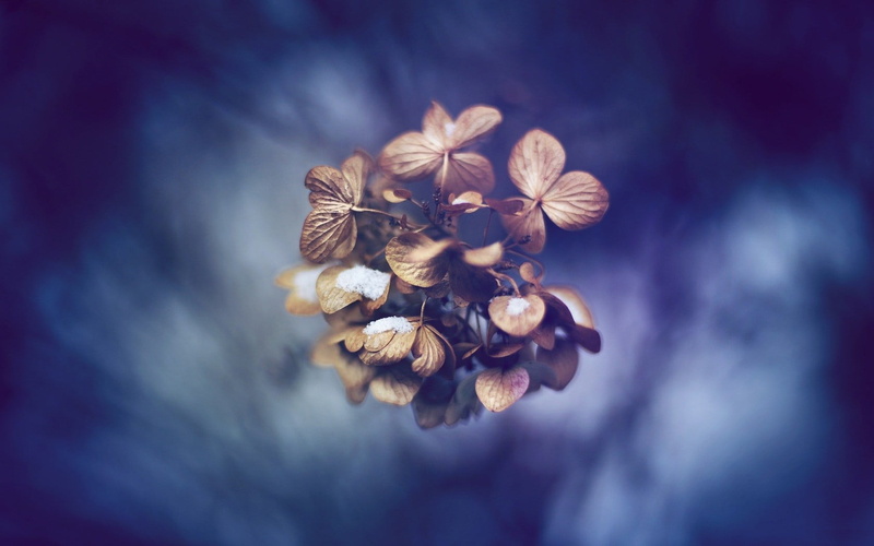 flower, focus on foreground, plants, plant, wilted plant, dried, nature, fragility, brown, petal, freshness, 720P, flowering plant, dry, vulnerability
