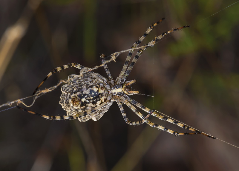 focus on foreground, insect, close-up, day, fragility, nature, arthropod, animals, 5K, arachnid, animal, one animal, no people, spider, animal wildlife