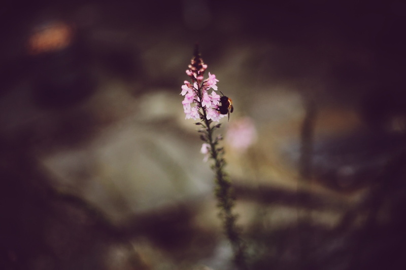 insect, purple, beauty in nature, plants, plant stem, depth of field, close-up, animals, flower head, nature, focus on foreground, plant, selective focus
