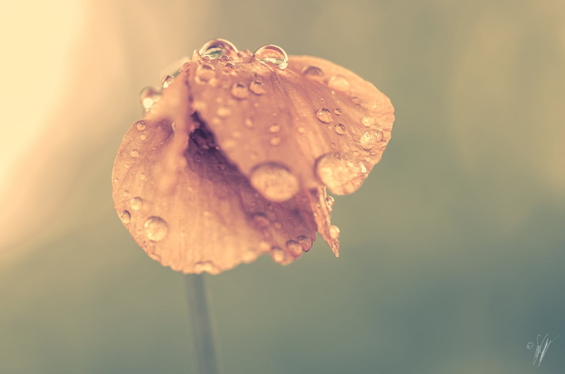 flowers, flower, close-up, inflorescence, outdoors, dew, flowering plant, flower head, plant, wet, water, wilted plant, beauty in nature, purity, focus on foreground