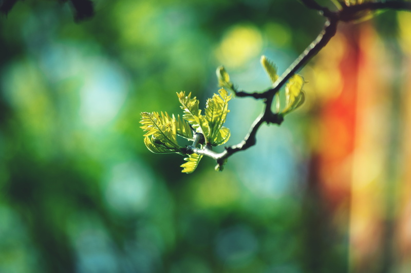nature, plants, growth, leaves, fragility, freshness, wilted plant, beauty in nature, vulnerability, plant stem, focus on foreground, yellow, leaf, day