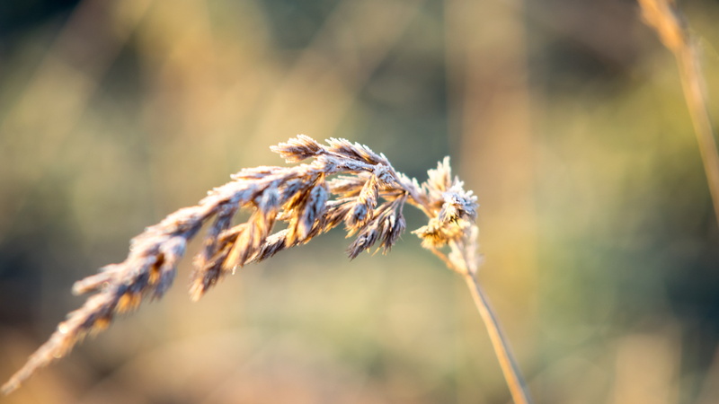 no people, plant stem, flower, flowering plant, day, field, close-up, plant, selective focus, beauty in nature, focus on foreground, plants, sunlight, fragility