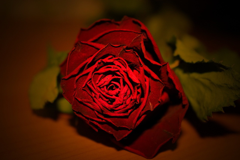 flowering plant, close-up, no people, 1080P, freshness, red, petal, flower, fragility, vulnerability, plant, rose, inflorescence, emotion, focus on foreground
