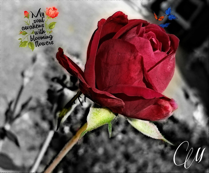 botany, 720P, nature, rose, flowers, fragility, petal, beauty in nature, red, outdoors, freshness, vulnerability, flowering plant, flower, plant stem