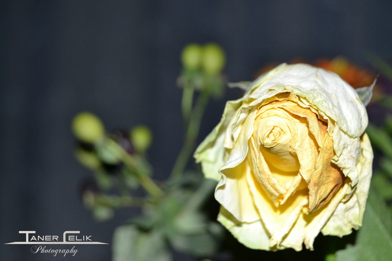 wilted plant, fragility, 4K, rose, vulnerability, flower, close-up, no people, outdoors, flowering plant, white color, growth, flower head, petal, inflorescence
