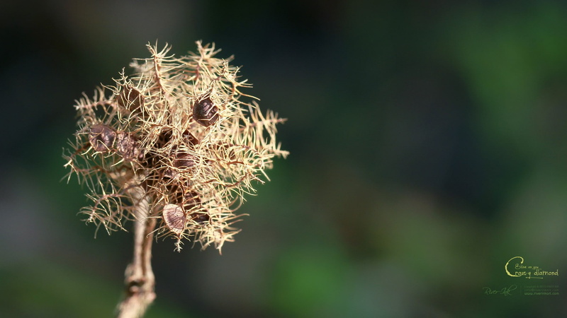 focus on foreground, 1080P, outdoors, day, dandelion seed, plant stem, close-up, plant, plants, dry, beauty in nature, flower, green color, selective focus