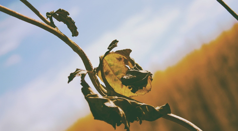 low angle view, beauty in nature, dry, no people, nature, outdoors, flowers, growth, branch, focus on foreground, leaf, day, 1080P, sunlight, flower, tree