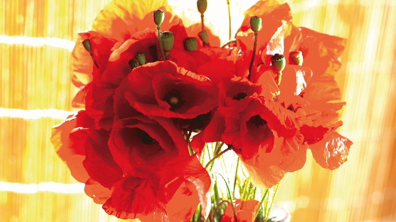 flowering plant, close-up, day, petal, flower arrangement, bouquet, plant, red flowers, inflorescence, flower, poppies, flower head, nature, freshness