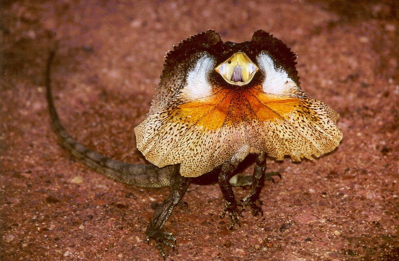 public domain, one animal, land, nature, kingii, close-up, 480P, full, no people, frilled, invertebrate, beauty in nature, Frilled Lizard, Chlamydosaurus kingii