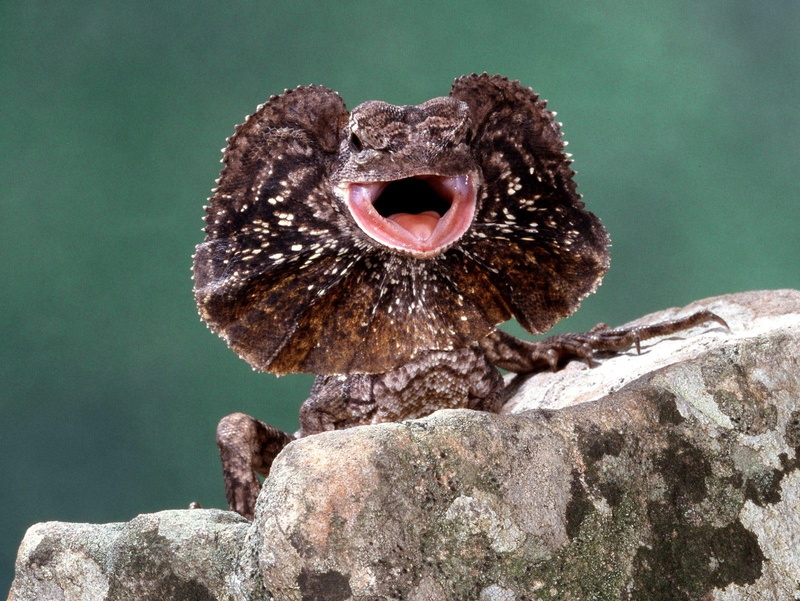 animal, animal mouth, nature, mouth, solid, animals in the wild, one animal, rock, vertebrate, focus on foreground, animal body part, animal wildlife, animal themes