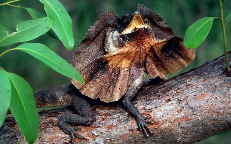 Animal, 720P, Lizard, Frilled-neck lizard