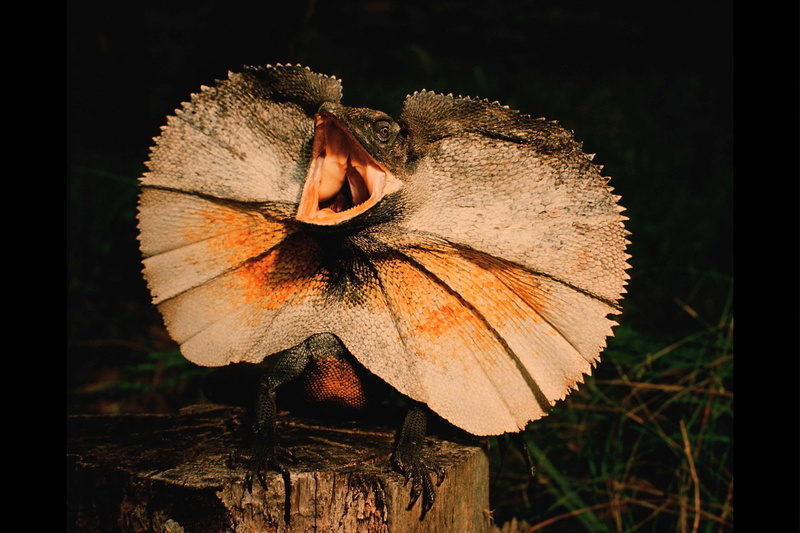 nature, close-up, animal wing, outdoors, Animal, Lizard, beauty in nature, tree, Frilled-neck lizard, animal themes, focus on foreground, animal wildlife