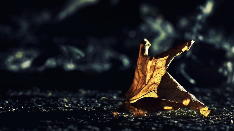 turtle, nature, selective focus, plant part, vulnerability, change, grasshopper, natural condition, cicada, yellow, insect, sunlight, falling, leaves, fragility