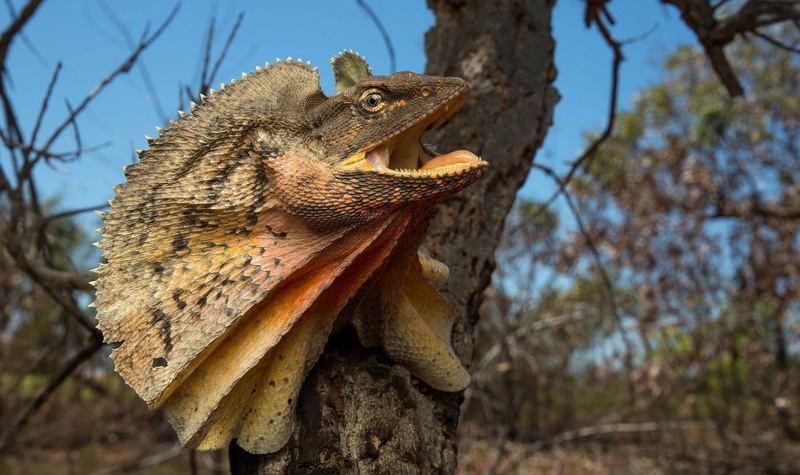 tree trunk, profile view, one animal, iguana, animal, day, branch, nature, animals in the wild, frilled neck lizard, animal themes, reptile, vertebrate
