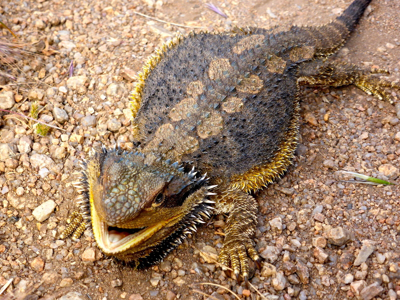 4K, dragon, reptile, stone - object, australian, frilled, solid, animal wildlife, brown, no people, bearded dragon, wildlife, one animal, animal, lizard