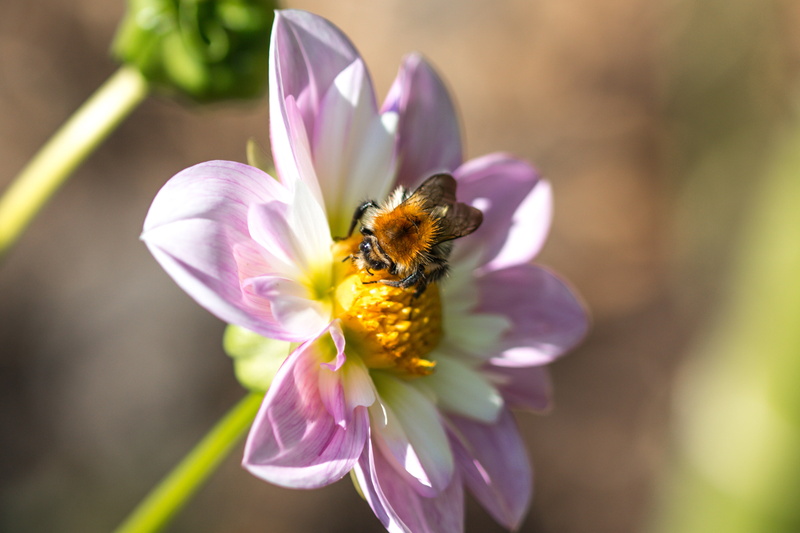 pink color, hummel, growth, freshness, close-up, dahlia, animal, flowering plant, fragility, petal, purple, animals in the wild, flower, animal themes