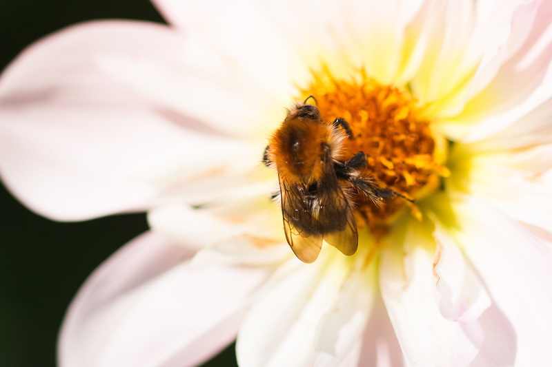 outdoors, flower, flower head, freshness, dahlia, close-up, pollination, vulnerability, blossom, beauty in nature, plant, macro, 4K, pollen, dahlia hortensis