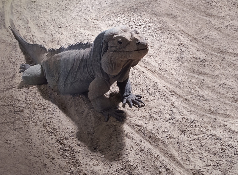 outdoors, urtier, steinig, nature, jungle, zoology, frill necked lizard, bartargame, sand, beach, Dragon, Reptile, tropical, Terrarium, scale, zoo, arid climate