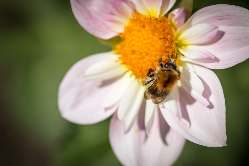 animal themes, bee, bumblebee, dahlia, animals in the wild, purple, growth, fragility, freshness, insect, blossom, inflorescence, close up, pollination