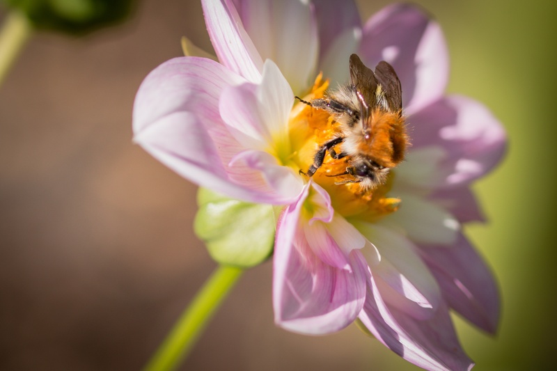 outdoors, bumblebee, flower, fragility, animal themes, honey, blossom, flower head, animal wildlife, one animal, animal, dahlia hortensis, dahlia, macro