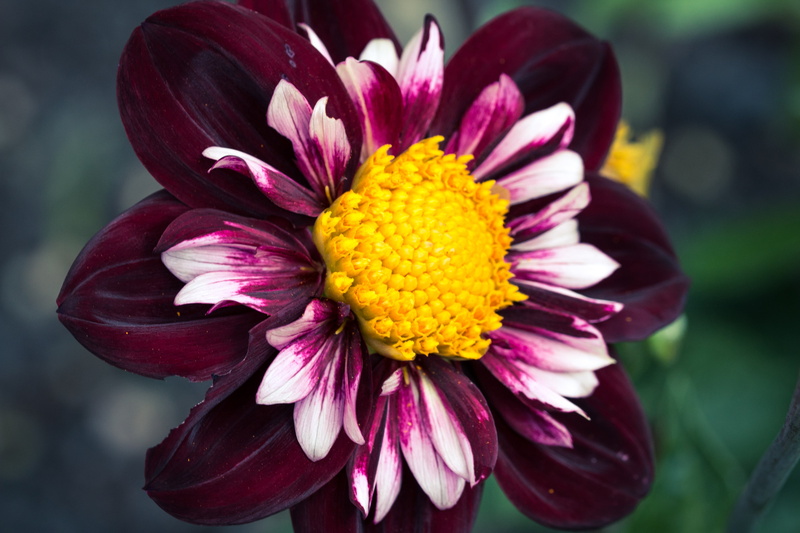 nature, growth, flower Head, pollen, bloom, close, beauty In Nature, yellow, flowering plant, macro, inflorescence, purple, day, neck frills-dahlia, dahlia hortensis