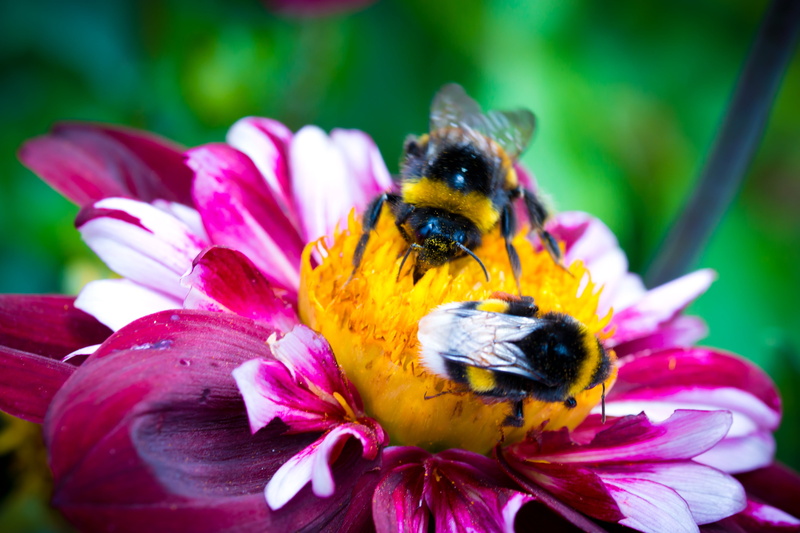 4K, fragility, macro, invertebrate, animal themes, bloom, hummel, insect, pollination, animal wildlife, petal, flower, animals in the wild, vulnerability