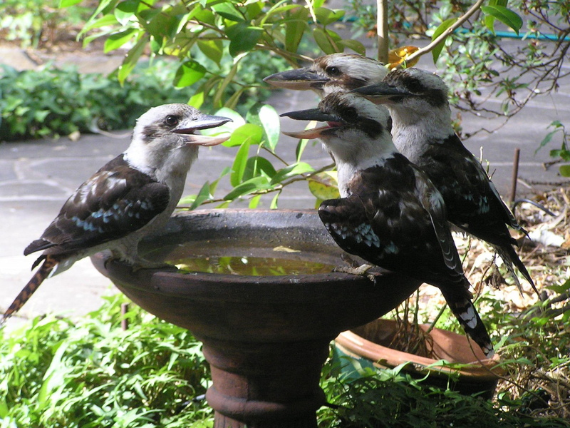 1080P, bird bath, place, birds, animals, meeting, kookaburras, garden