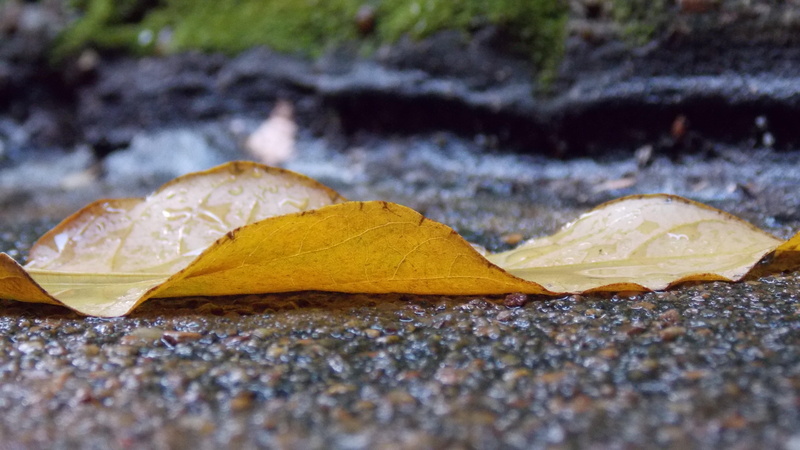sludge, dry, surface level, 4K, leaf, change, water, fragility, yellow, sand, rain, day, beauty in nature, falling, no people, close-up, vulnerability