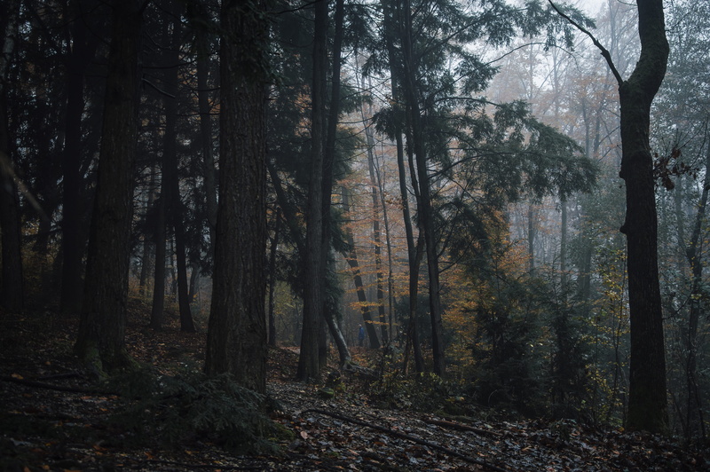 forest, beauty in nature, season, green, tranquility, fog, branch, autumn, outdoors, tree trunk, moist, trunk, non-urban scene, plant, no people, moody