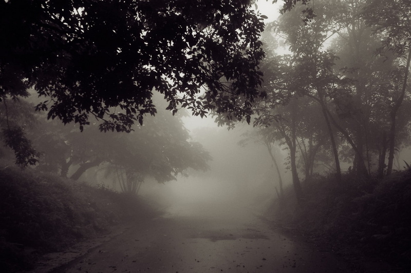 landscape, nature, road, atmosphere, sepia, wet street, photography, morning, daylight, 720P, mist, trees