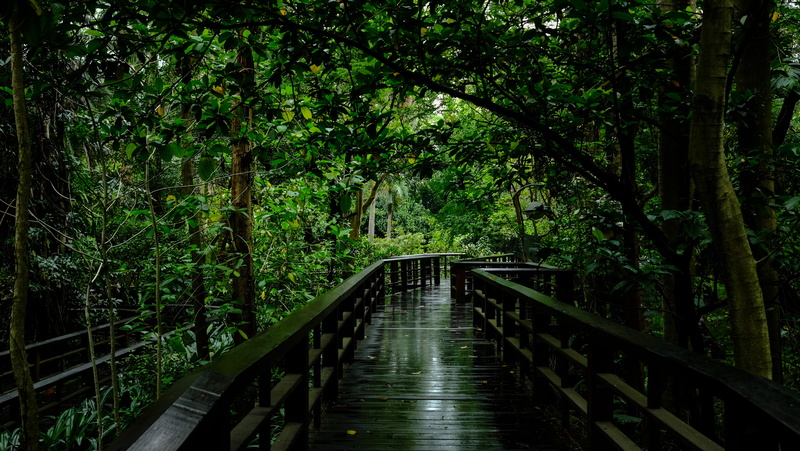 green color, taiwan, wood street, tree, taipei botanical garden, foliage, lush foliage, forest, bridge, railing, plant, tranquility, bridge - man made structure