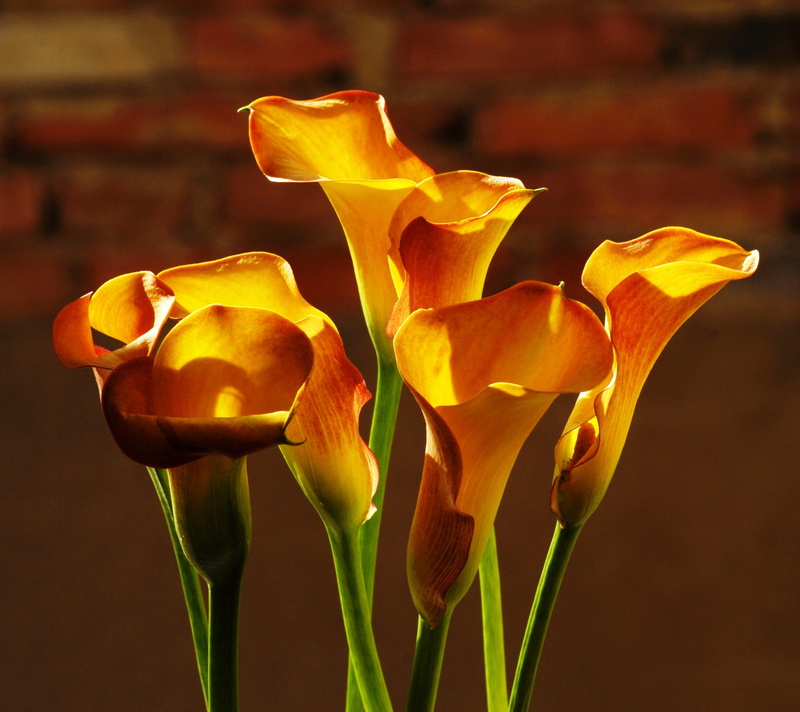 beauty in nature, flowering plant, inflorescence, growth, studio shot, petal, nature, 2K, flower, close-up, fragility, flowers, sludges, no people, indoors