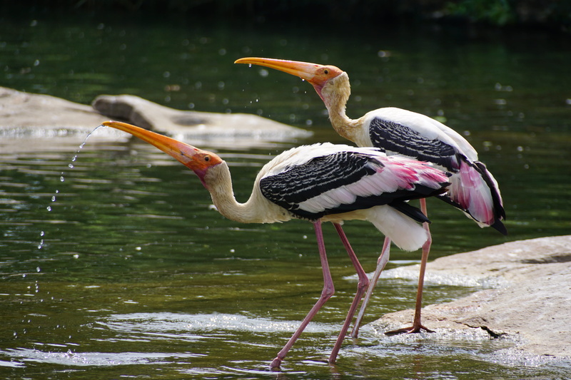 wings, birds, animal themes, no people, animal wildlife, blur, lake, plumage, focus on foreground, beautiful, animals in the wild, day, feathers, close-up