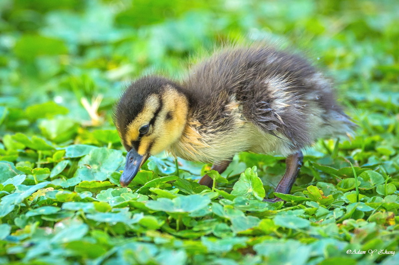 closeup, beak, animal, Nikkor, Worm, Lenses, lens, Macro, duckling, Telephoto, bird, photography, Super, grass, 长焦, cute, closeup photography, Fine  Art  Photography