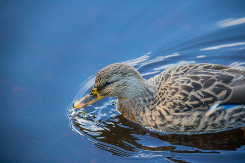nature, s18, ef, photography, mm, geo, canon eos, canon, geo:location, camera, iso_speed, 5K, bird, state, fågel, country, aperture, exif, city, beak