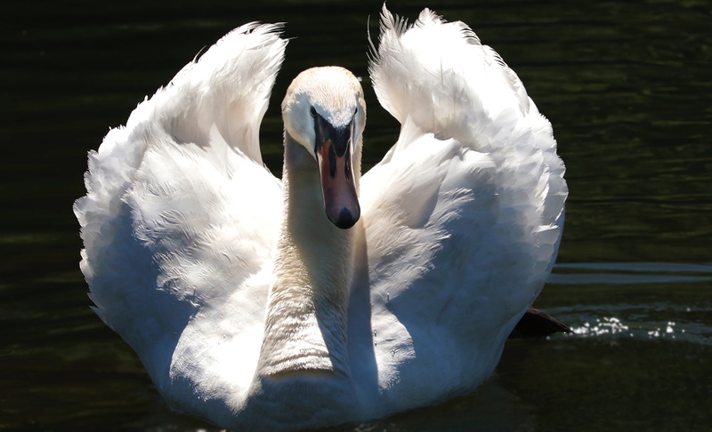 no people, wild animal, animal themes, spread plumage, animal wildlife, swimming, close up photography, swan, bird, mute swan, animals in the wild, 5K