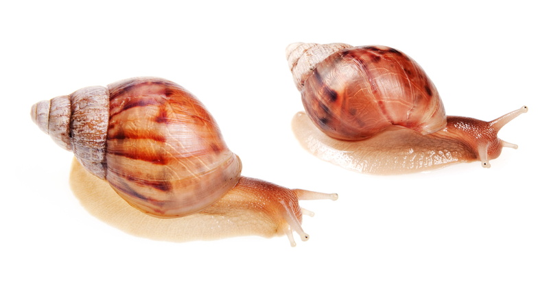 no people, slithery, studio shot, slither, mollusc, slithering, one, marine, antenna, snails, brown, close-up, mollusk, molluscan, slippery, gastropoda
