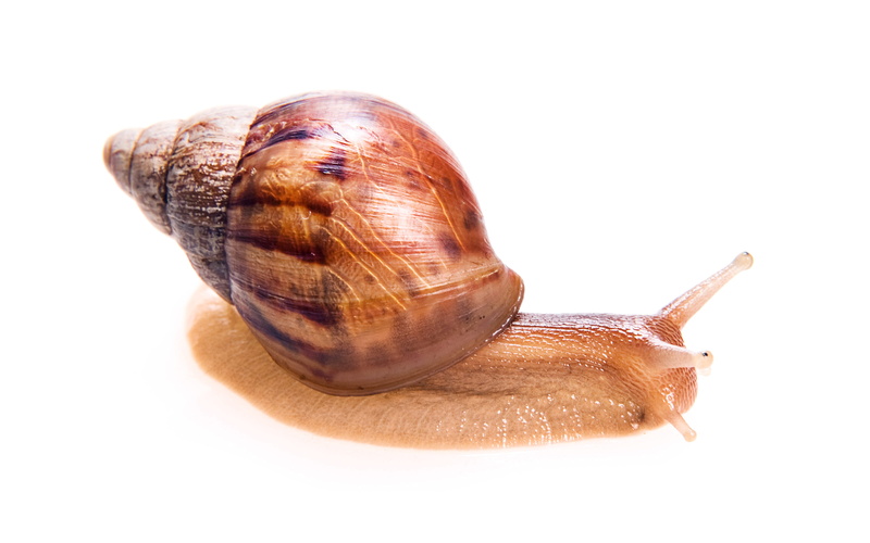 invertebrate, animal shell, indoors, antenna, animal body part, animal, isolated, sluggish, slippery, slug, spiral, animal wildlife, no people, white background