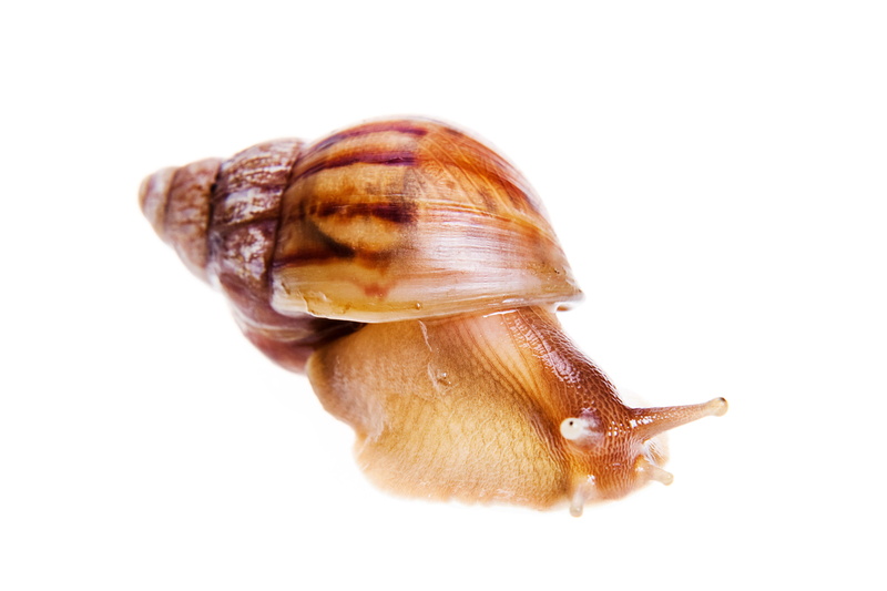 animal shell, mollusk, animal antenna, indoors, animal wildlife, snails, slithering, slug, invertebrate, animal themes, shell, antenna, closeup, animal