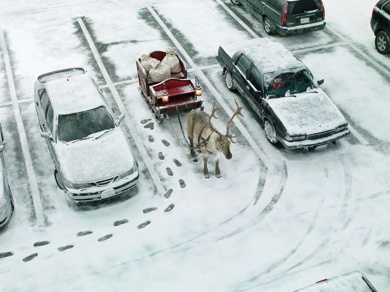 cold - Temperature, blizzard, weather, mode of transportation, domestic animals, motor vehicle, 720P, day, car, street, sled, domestic, high angle view