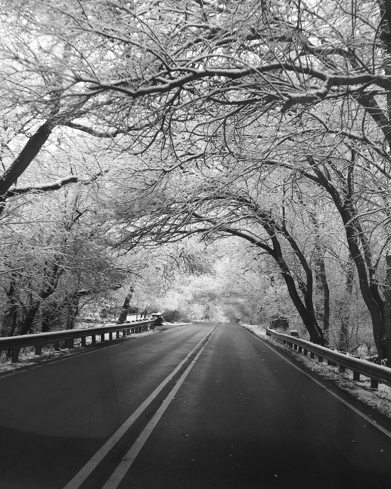 journey, nature, diminishing perspective, light, long, danger, empty road, landscape, black and white, bare tree, plant, the way forward, no people, cold