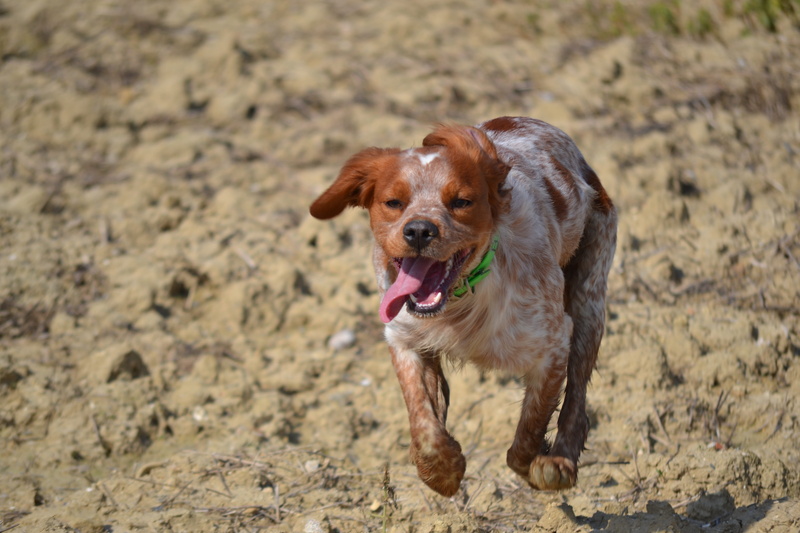 outdoors, animal themes, no people, sand, nature, brown, domestic animals, one animal, 4K, pets, mouth open, portrait, hunting, animal, canine, breton