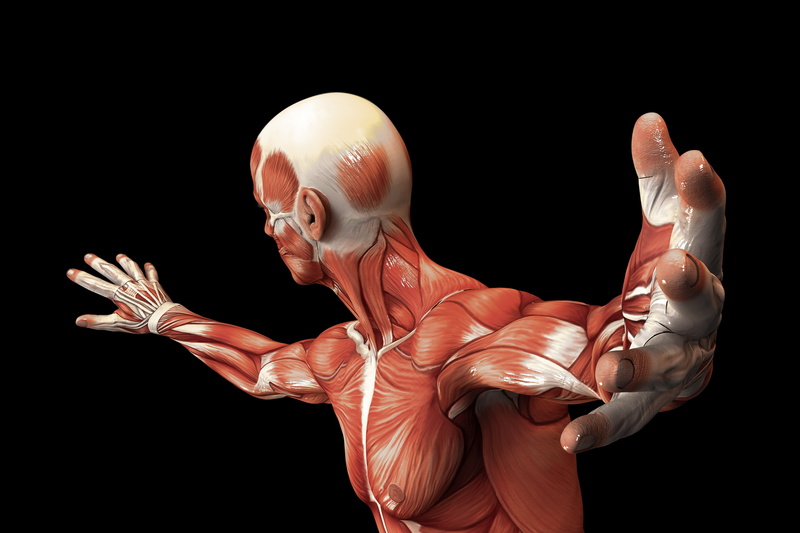 human, muscle fiber, 5K, muscles, body