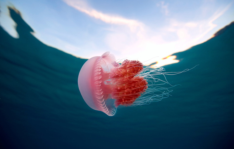animal wildlife, outdoors, underwater, beauty in nature, jellyfish, animals in the wild, sky, bokeh, water, nature, 1080P, pink color, Jelly, animal, invertebrate