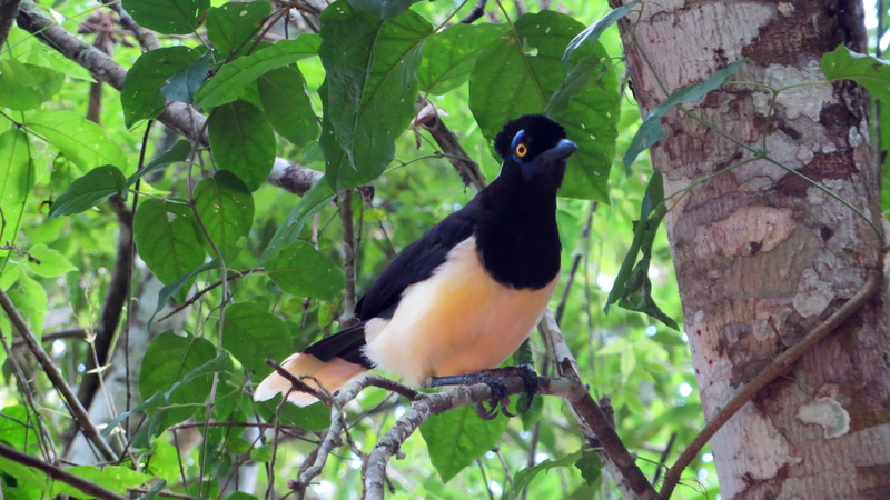leaf, g, plant part, tanager, total, black color, cissopis, black, animals in the wild, cm, nature, blue, animal, leveriana, white, perching, vertebrate